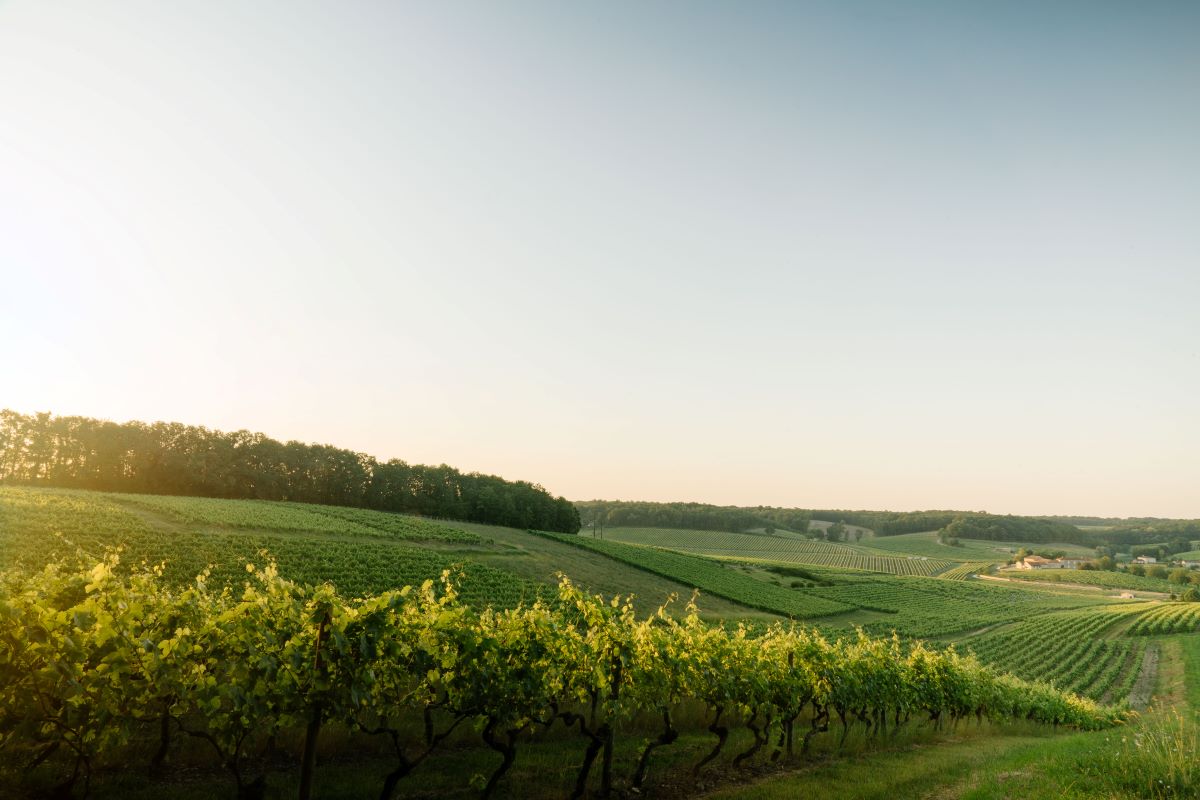 A nature photo of wineyards lit by a setting sun