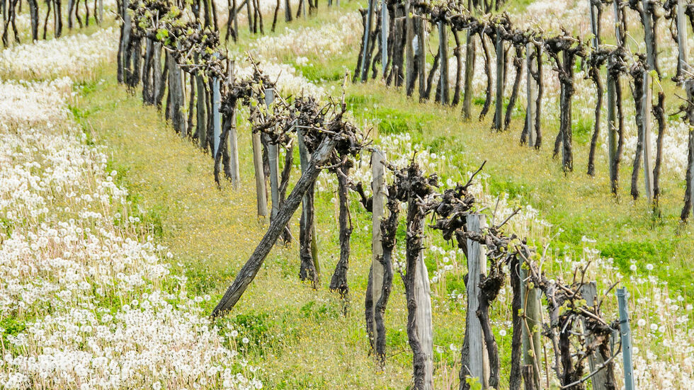 A nature photo of a wineyard, white flowers on the ground