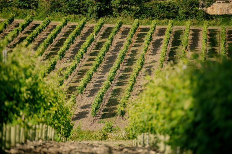 A nature image of a wineyard with rows of wines