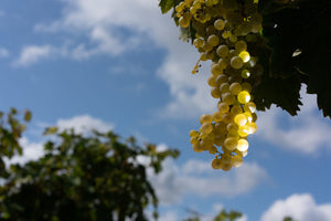 Image of a wine grape lit by the sun