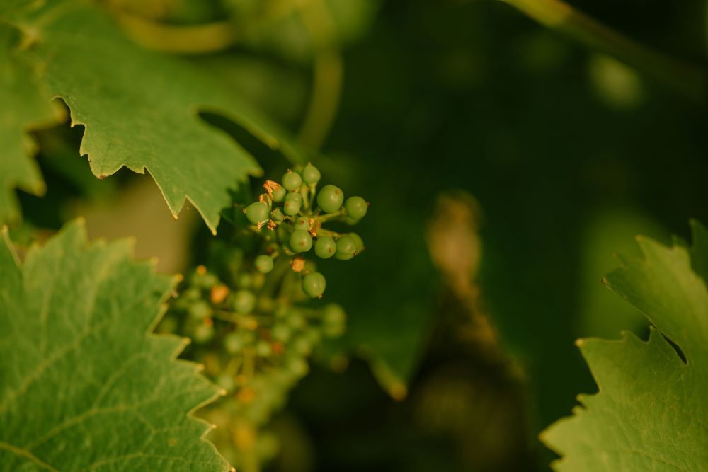A nature photo of small green grapes among green leaves