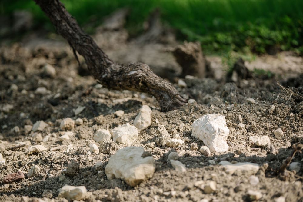 A nature photo of white rocks on a soil, a root behind