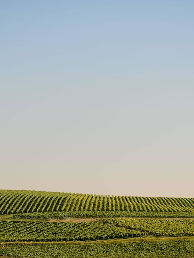 A nature photo of green wineyards, clear blue sky above