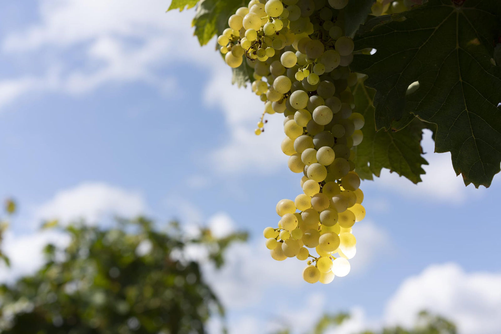 A nature photo of green grapes lit by the sun, blue sky behind