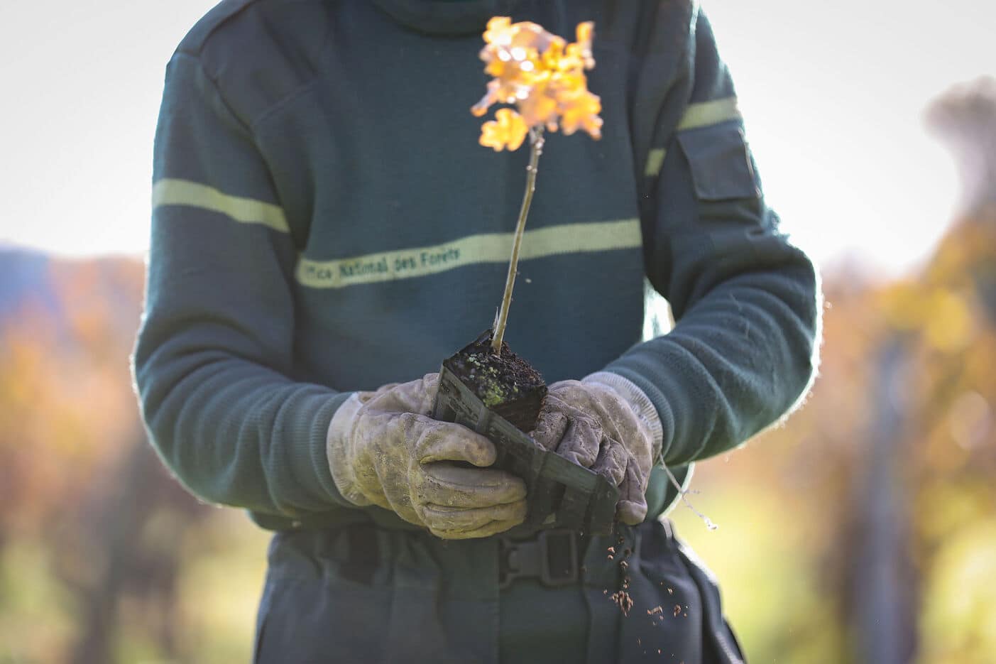 A photo of a man in a dark blue sweater and gloves planting a wine plant