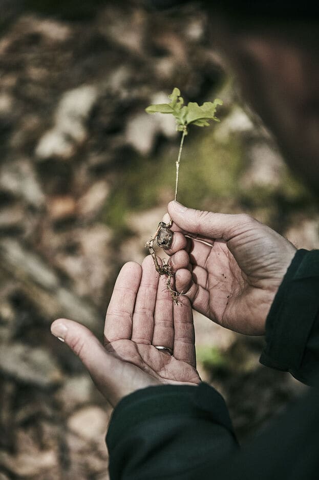 A lifestyle photo of hands holding a plant with a root exposed