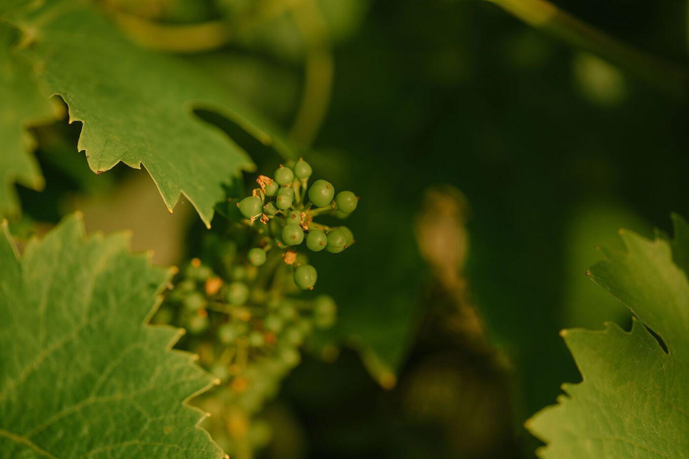 A nature photo of small grapes among green leaves